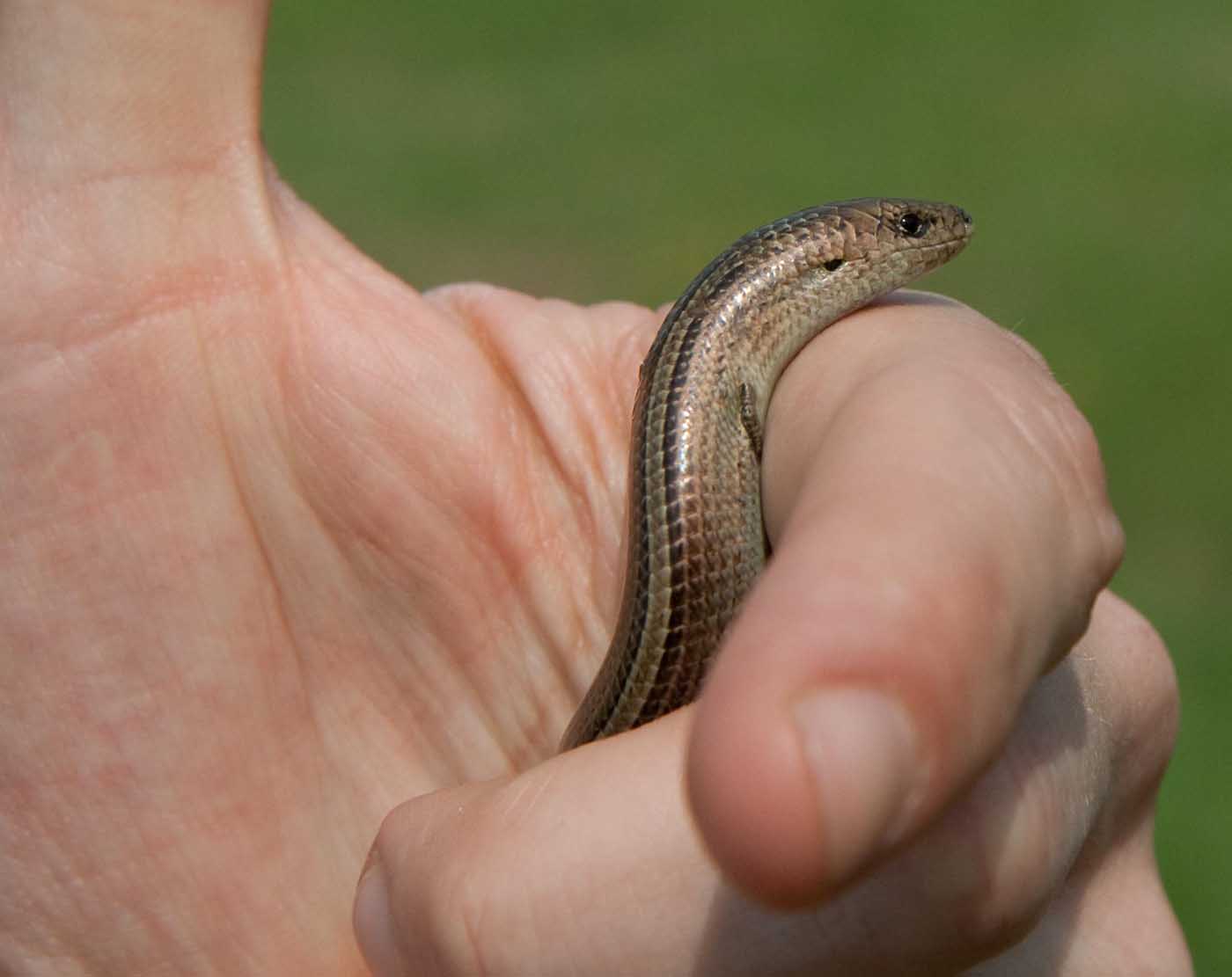 Chalcides chalcides ?